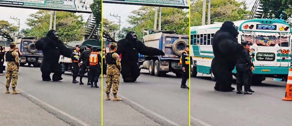 ¡Enorme gorila revoluciona las redes tras aparecer en un control vehicular en El Salvador!