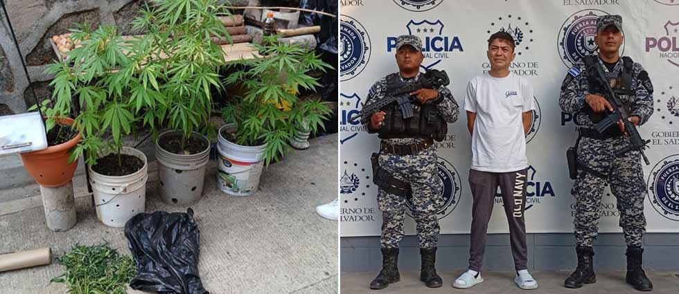 ¡Capturan a sujeto por sembrar marihuana en Ilopango!