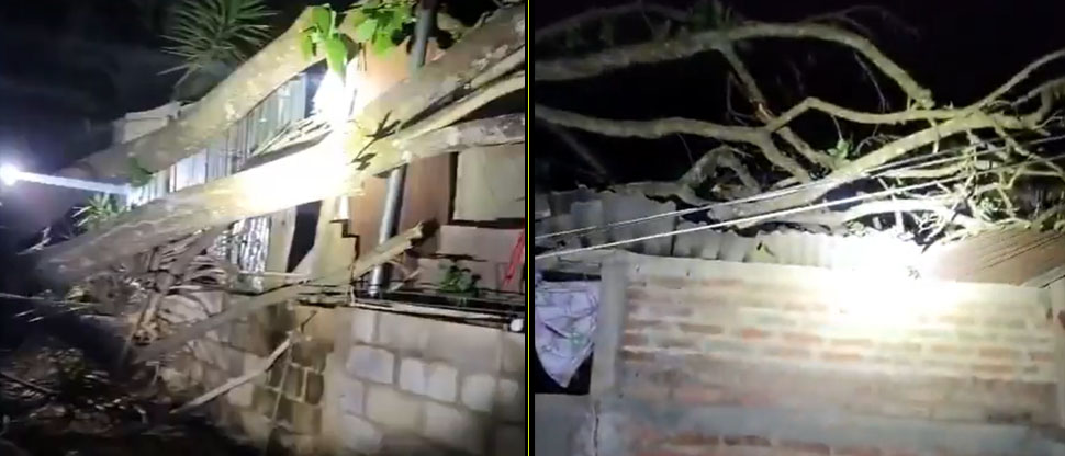 Vivienda sufre graves daños tras la caída de árbol de gran tamaño