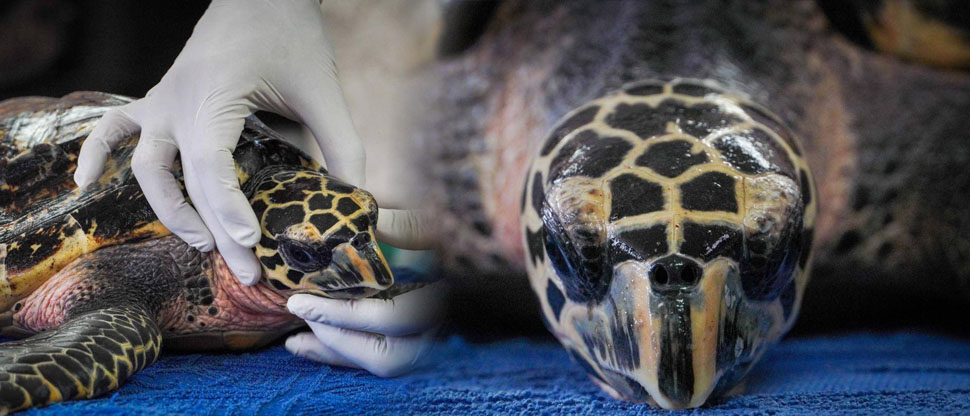 Rescatan tortuga carey que se encontraba débil en playa El Jaguey, La Unión