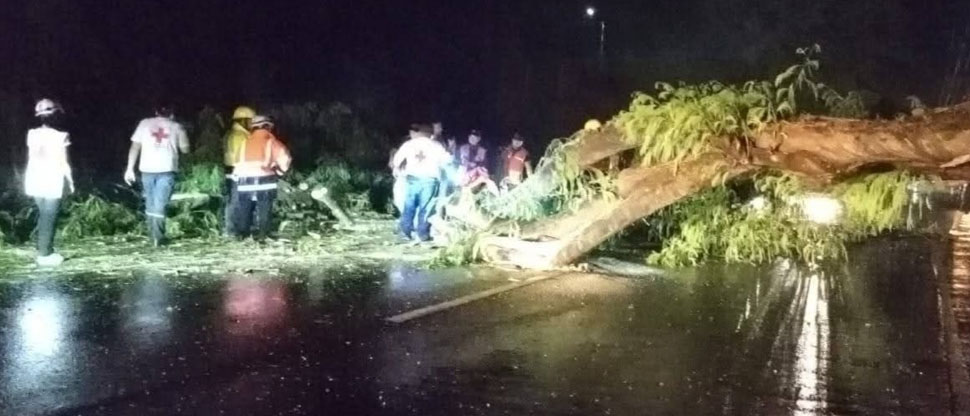 Militares colaboran en retirar árbol de gran tamaño que cayó en carretera Troncal del Norte