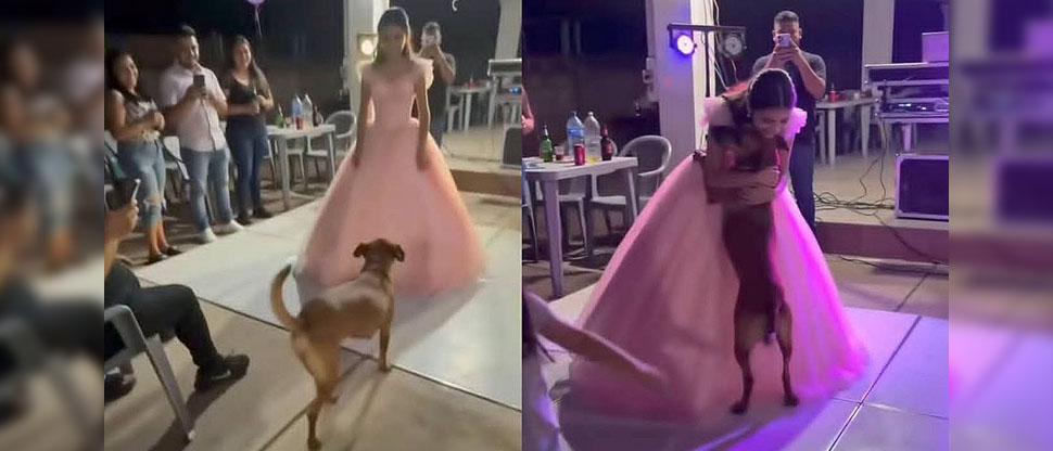 Perrito callejero sorprende en fiesta de quinceañera y protagoniza tierno momento junto a la festejada