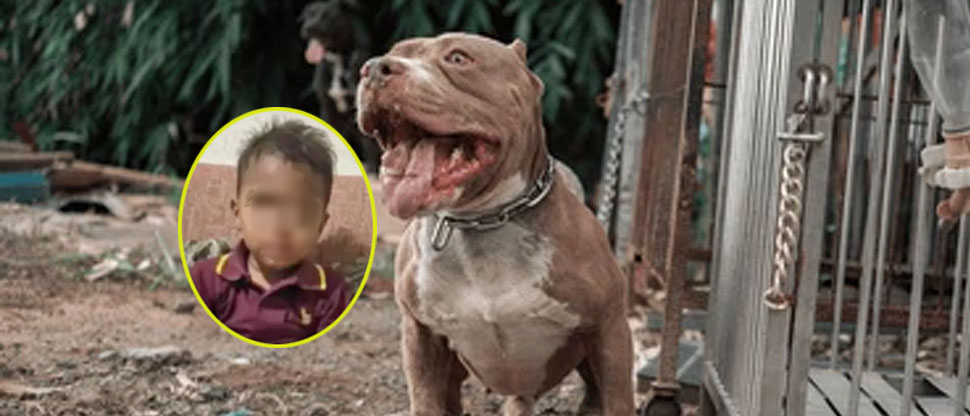 Perros pitbulls atacan y acaban con la vida de niño de cuatro años en Honduras