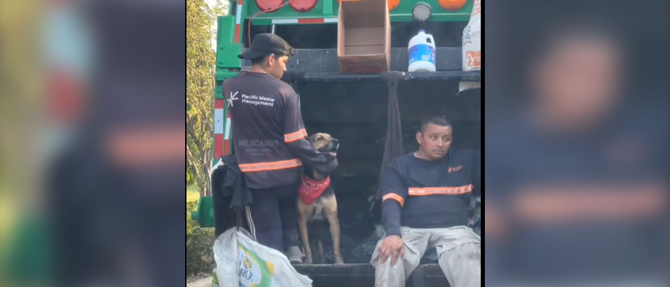 Captan a Firulais acompañando a sus amigos en una nueva jornada de trabajo