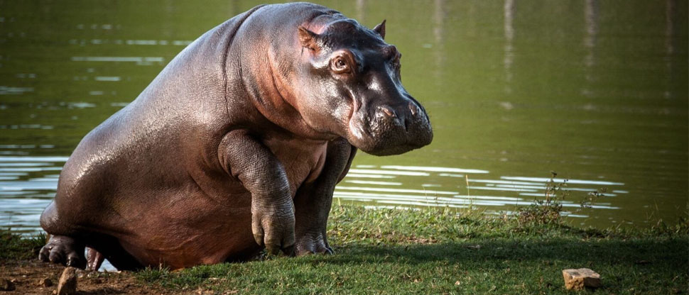 Hijo de multimillonario indio ofrece rescatar a 80 hipopótamos que Colombia quiere “dormir”