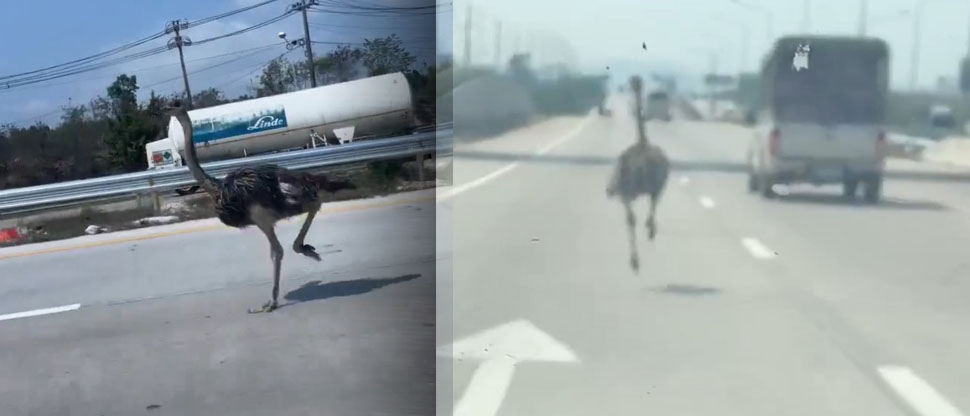 Tailandia: se escapa avestruz de un recinto de animales y genera caos en la autopista