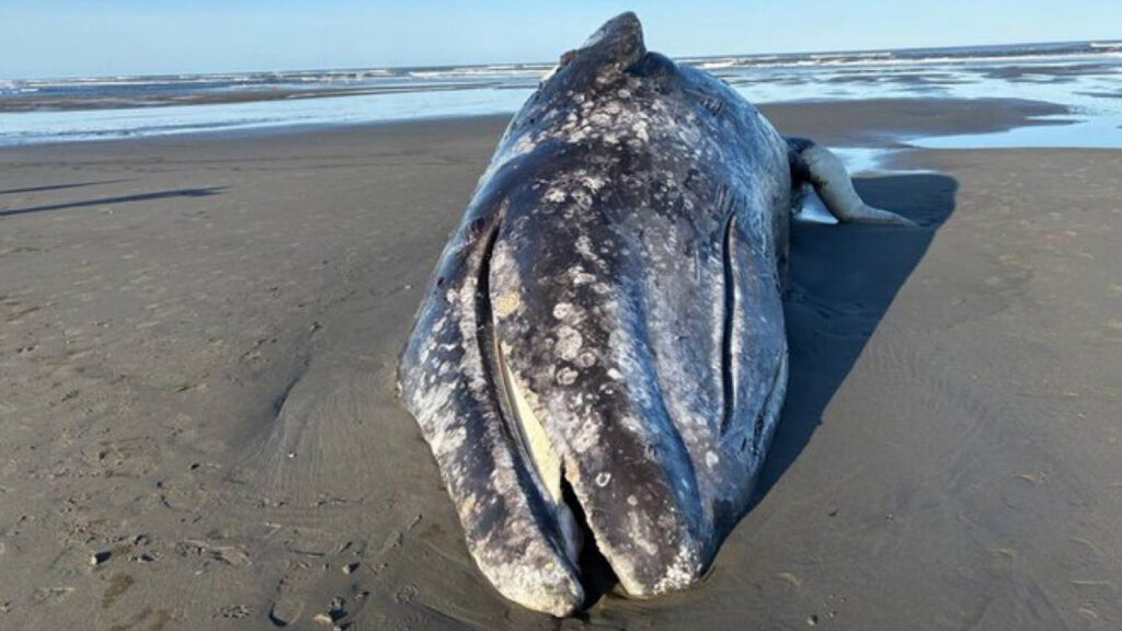 Encuentran tres ballenas muertas en las costas de Washington, EE.UU.