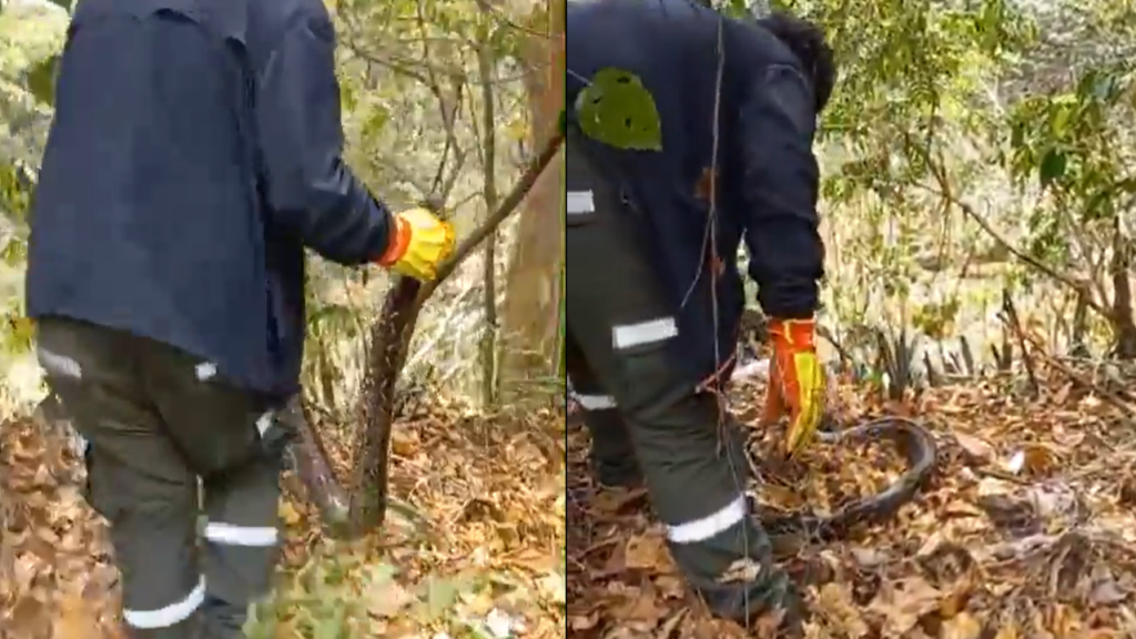 Masacuata sorprende a propietarios de un puesto de frutas en Coatepeque