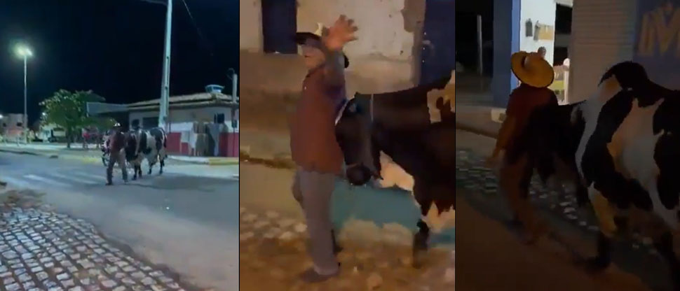 Brasil: hombre se fue a beber y su toro llegó en busca de él para llevarlo de regreso a su casa