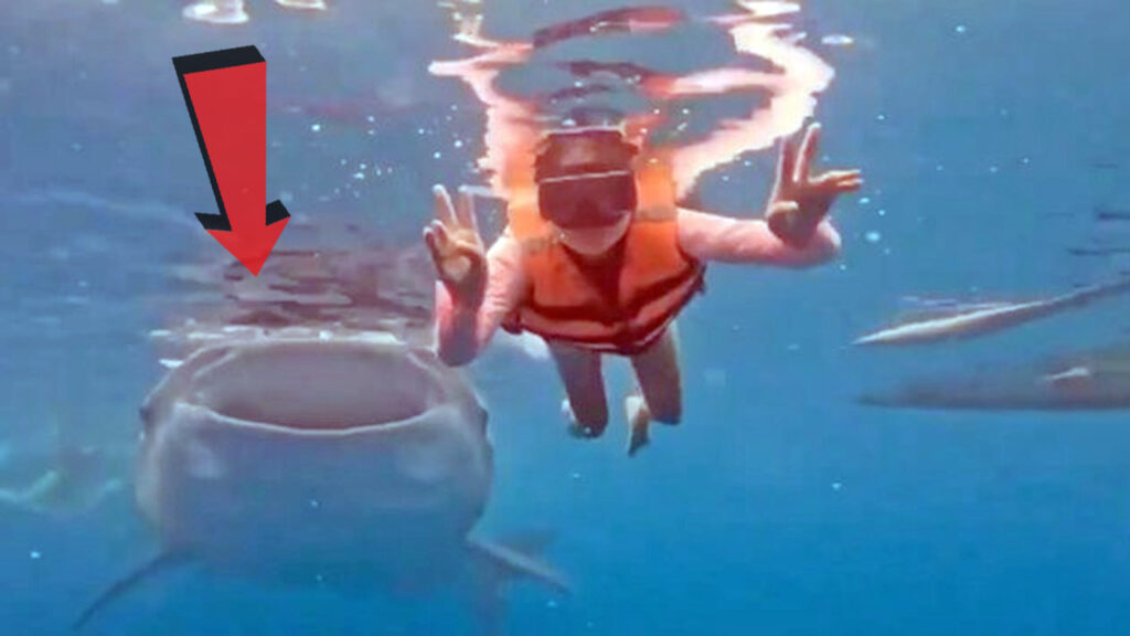 Buceadora es sorprendida por un tiburón ballena en Filipinas