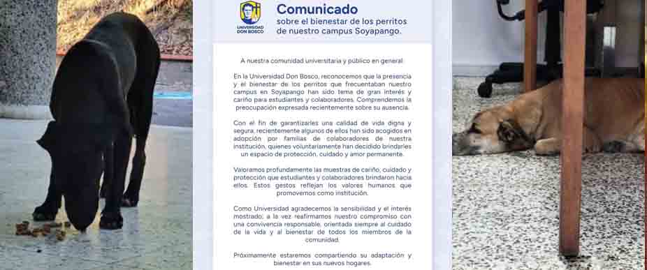 Universidad privada aclara situación de los perritos desaparecidos: «fueron adoptados»