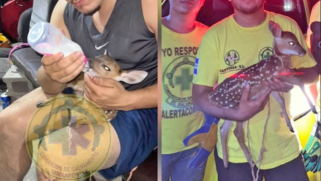 Rescatan un cervatillo que apareció en Sensuntepeque, Cabañas