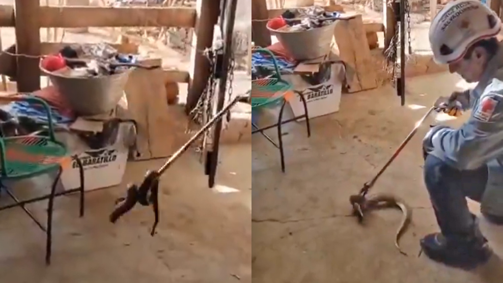 Tremenda culebra irrumpe la tranquilidad de una vivienda en Santa Rosa de Lima