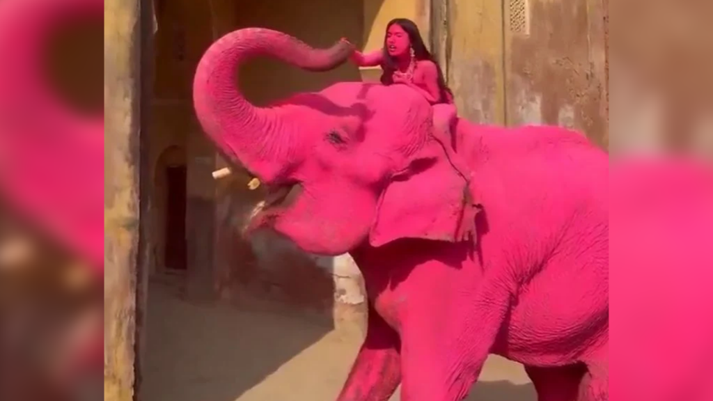 Indignante: muere en India elefante que fue pintado de rosa para una sesión fotográfica