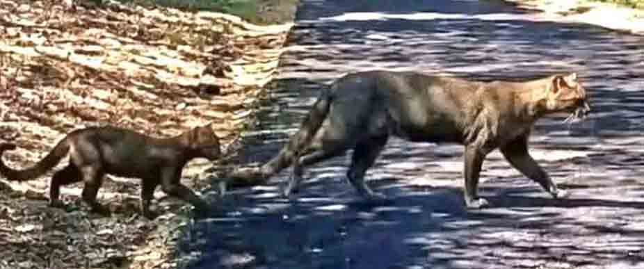 Mamá y su cría de gato zonto se viralizan al caminar «tranquilamente» en La Libertad