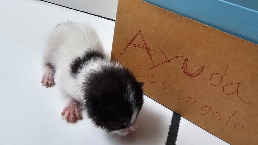 Familia rescata a gatito recién nacido que fue abandonado en San Marcos