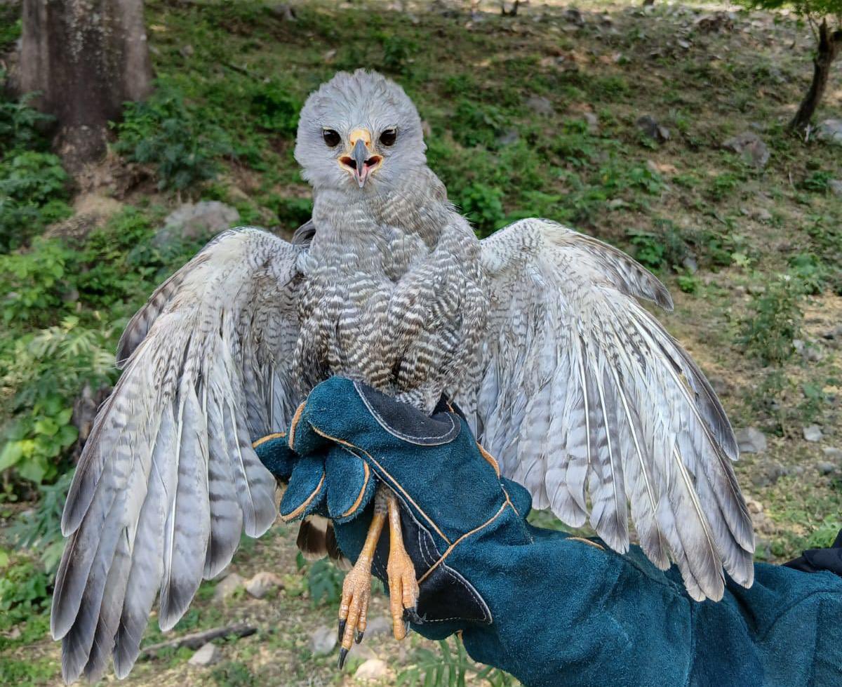 Liberan a halcón Peregrino en Coatepeque
