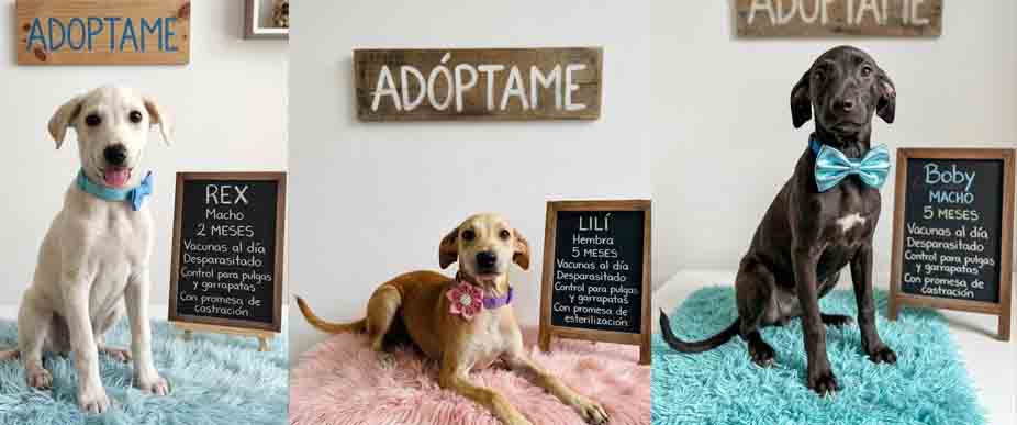 16 peluditos buscan un hogar y los puedes encontrar en este lugar de Santa Tecla