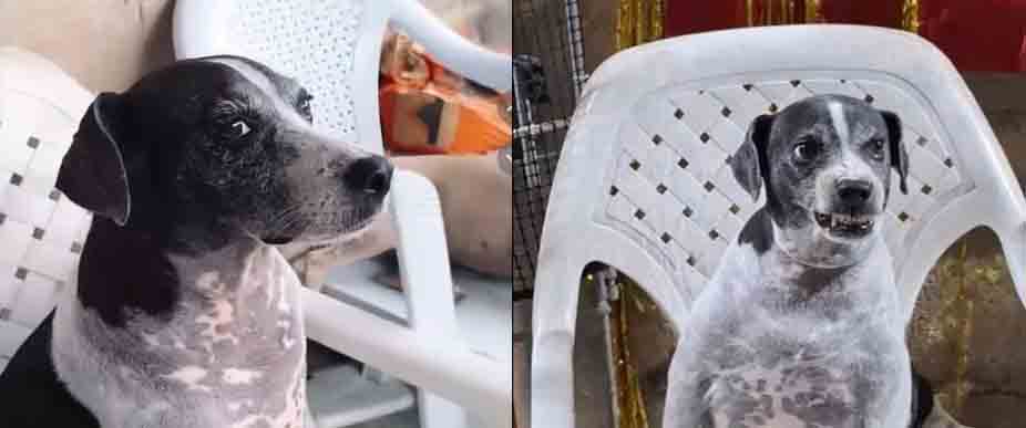 Viralizan a la peludita Manchas que «juzga» a las personas