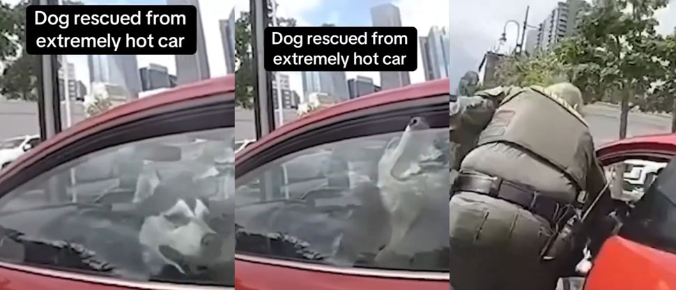 Estados Unidos: Rescatan a perrito que fue abandonado por más de dos horas en un vehículo