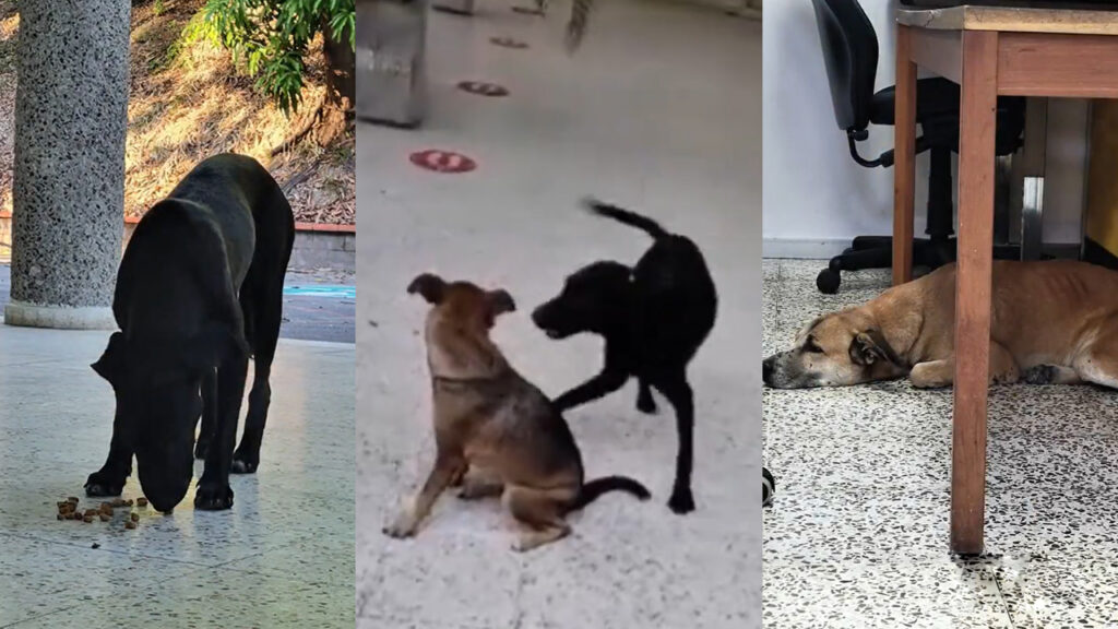 Denuncian la desaparición de perritos criollos que se refugiaban en una universidad privada