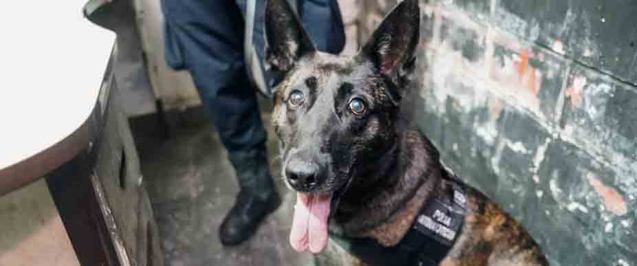 Perros policiales ayudan en operativo policial en San Salvador