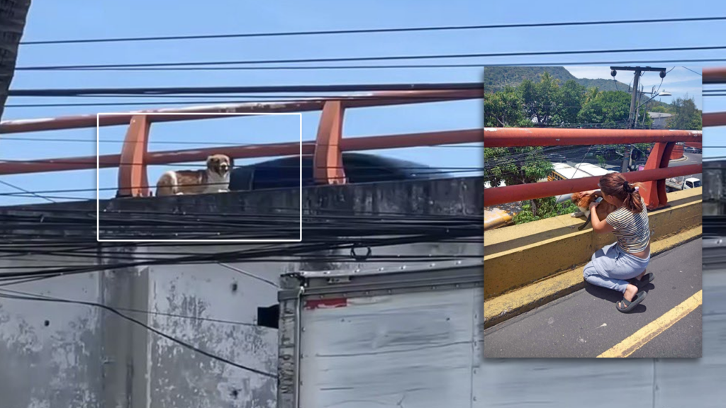 Rescatan perrito que corría peligro sobre un paso a desnivel en Soyapango
