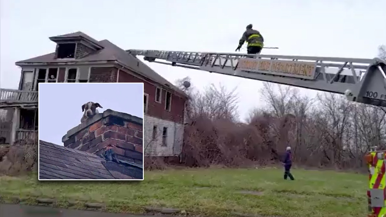 Rescatan a perrito que estaba atrapado en la chimenea de una casa abandonada en Detroit