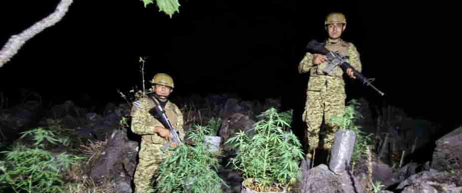 Soldados descubren y destruyen plantación de «hierba» en Izalco