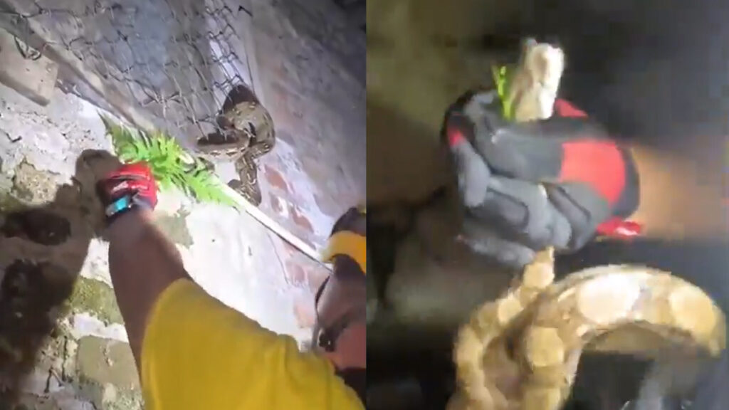 Tremenda culebra irrumpe la tranquilidad de una vivienda en Sensuntepeque