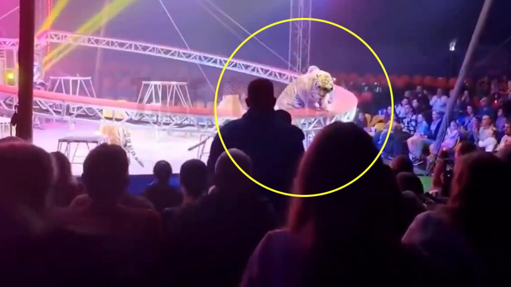 Pánico en un circo de Rusia; un tigre se escapó en pleno acto frente a cientos de espectadores