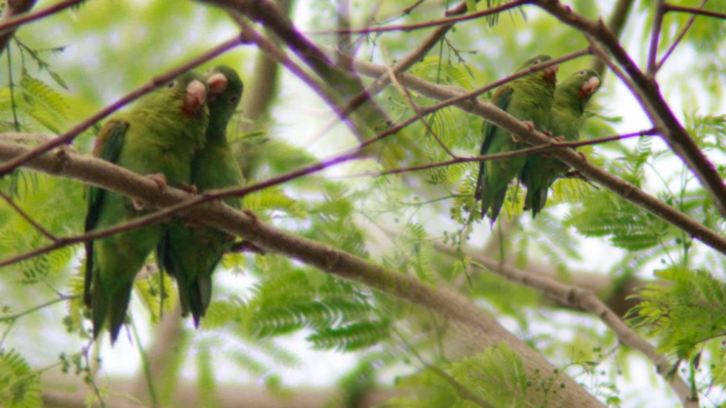 Par de pericos enternecen las redes al ser captados dándose cariño