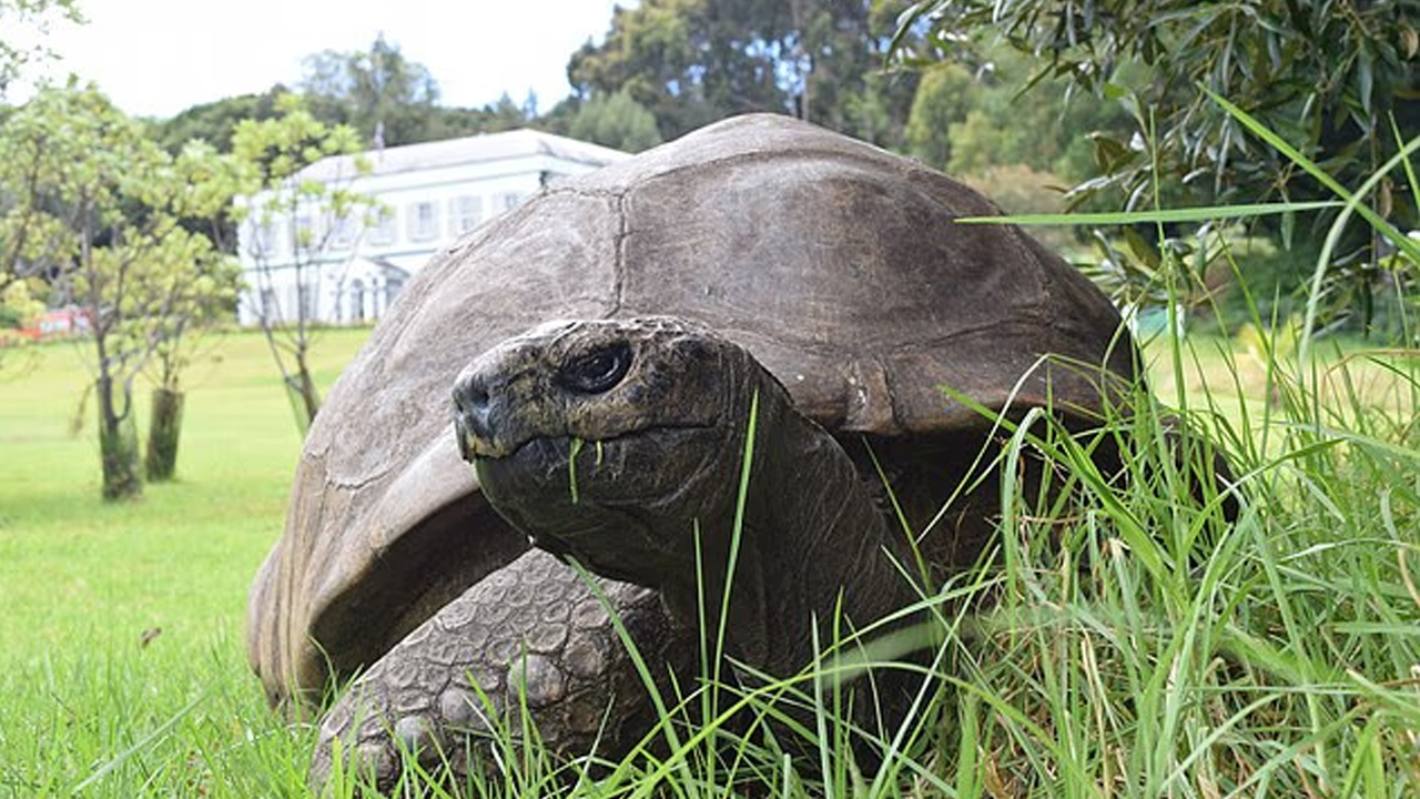 Muere a los 193 años Jonathan, la tortuga más longeva del mundo