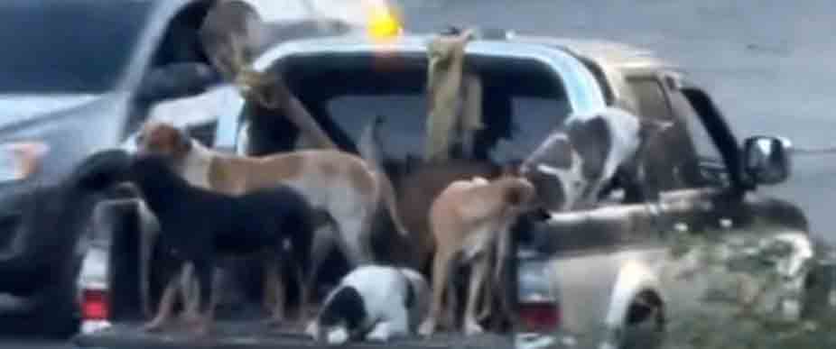 Captan a una manada de perritos en la cama de un pick up sin compuerta