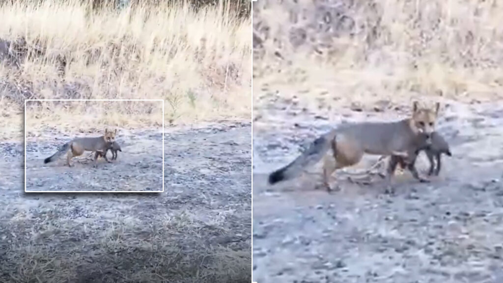 Salvadoreño confunde a un zorro con un mapache y se vuelve viral
