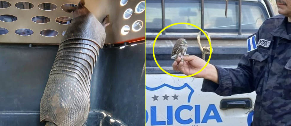 Buenos ciudadanos entregan a la PNC un armadillo y una pequeña aurora