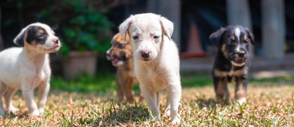 Alcaldía capitalina cuida de perritos abandonados en el Centro Histórico: «Mantente pendiente de las jornadas de adopción»