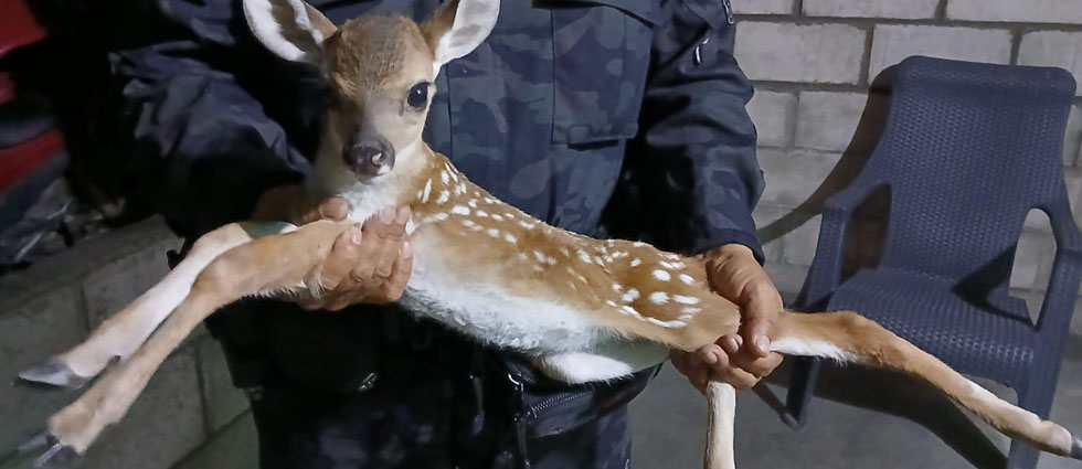 Ciudadano entrega a policías un venado cola blanca hallado en un terreno de cultivos en Santa Ana