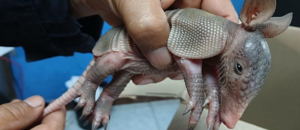 Ciudadano rescata a cría de armadillo en una calle residencial y lo entrega a la Policía