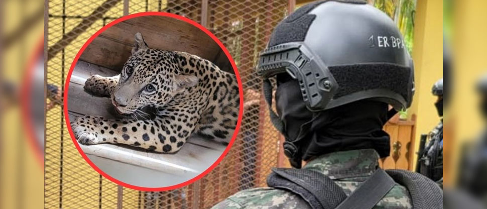 Rescatan jaguar que personas lo mantenían como mascota dentro de una vivienda