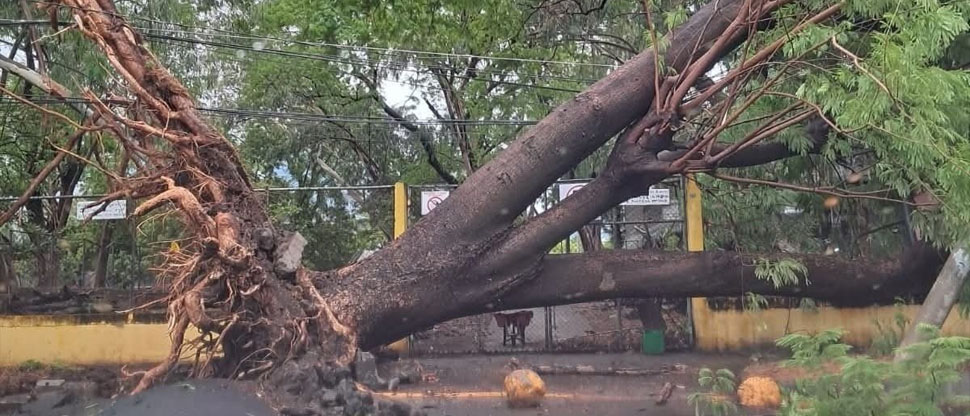 Retiran escombros de árbol de gran tamaño que cayó en San Miguel