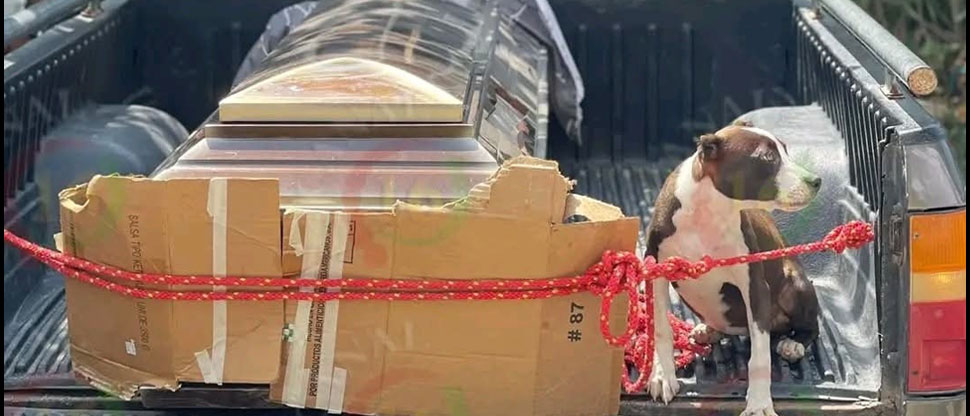 Perrito pitbull demuestra su lealtad al hombre que en vida lo cuidó con amor