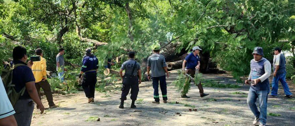 Árbol de gran tamaño se desploma y bloquea acceso vehicular en Usulután Este
