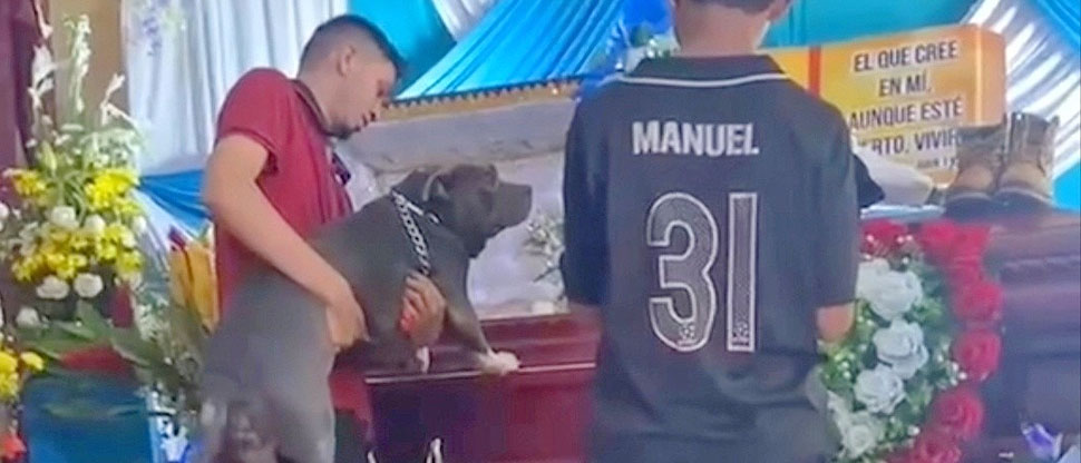 Llevan a perrito pitbull hasta el ataúd de su dueño para despedirse de él por última vez