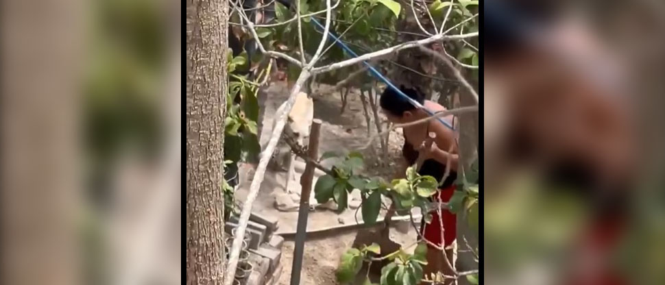 Denuncian a mujer que golpea con una pala a sus perritos en Cuyultitán, La Paz