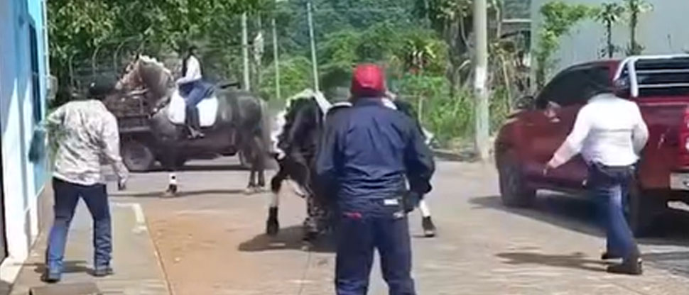 Pelea de caballos provoca alarma durante desfile hípico en Suchitepéquez, Guatemala