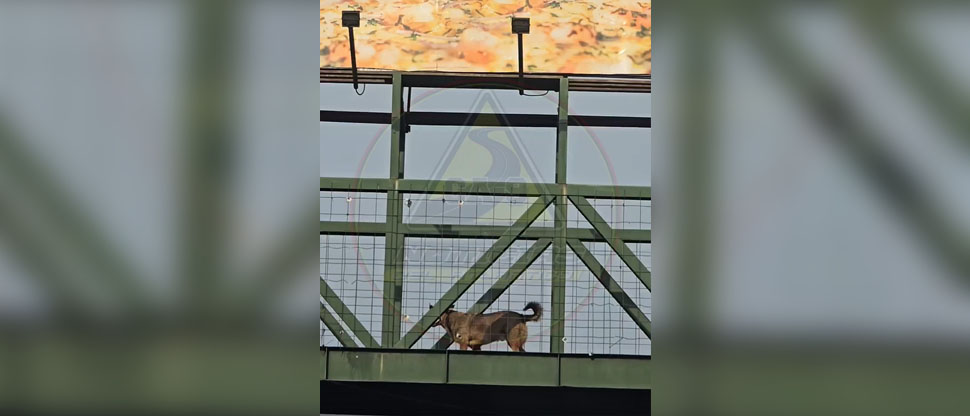 Captan a perro utilizando una pasarela para evitar ser atropellado