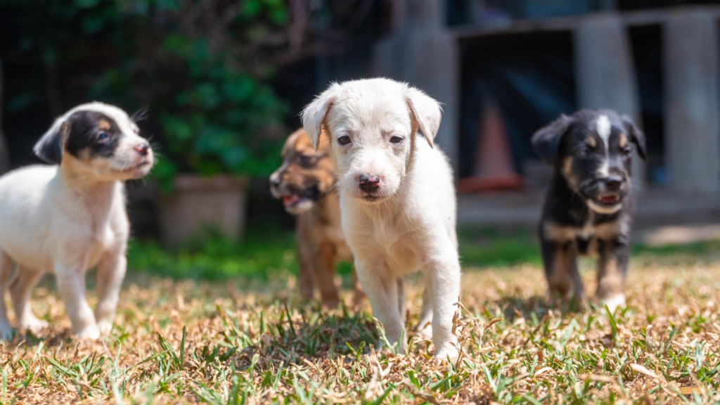 Se viene una nueva jornada de adopción canina y felina en San Salvador Centro