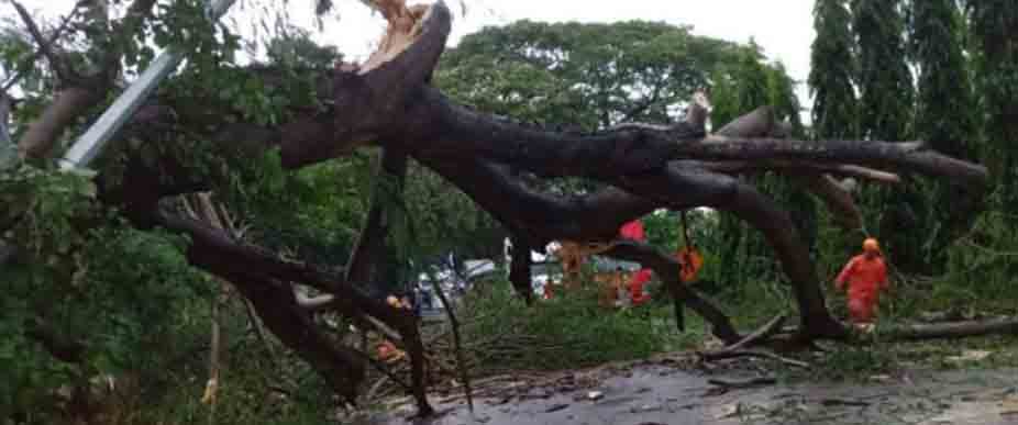 Retiran árbol caído que bloqueaba carretera a Metapán