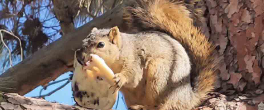 Captan a ardilla comiendo una pupusa